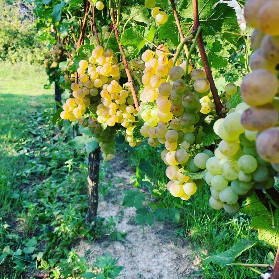 아우겐 Ruedlins-Winzerhof 아파트 외부 사진